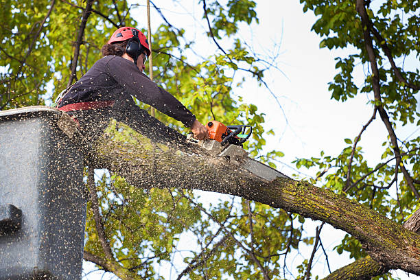 How Our Tree Care Process Works  in  Harlowton, MT